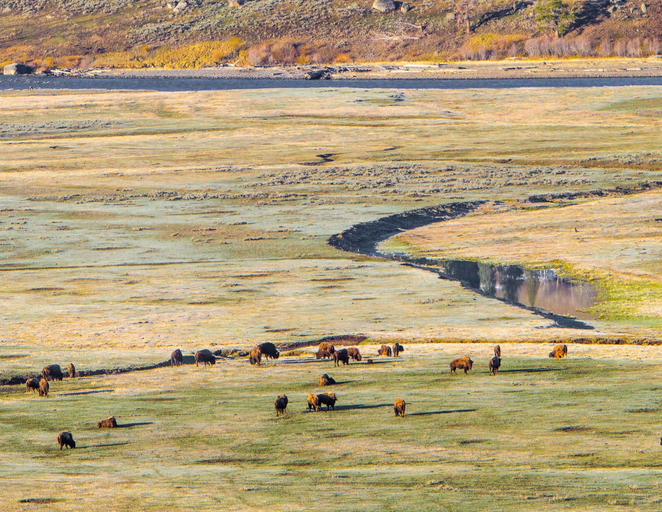 Yellowstone Wildlife-52.jpg