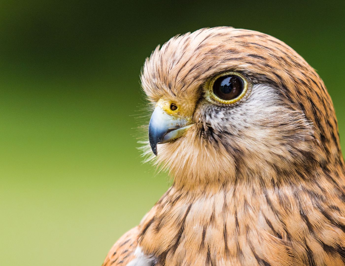 Birds of Prey-23.jpg