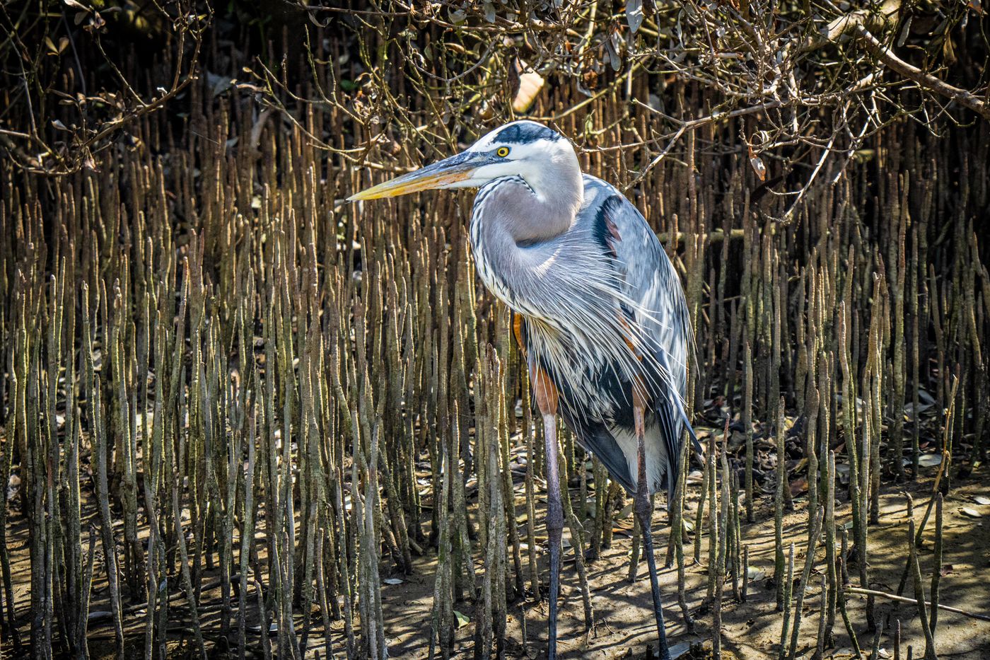 Great Blue Heron LiveBooks SPI-22.jpg