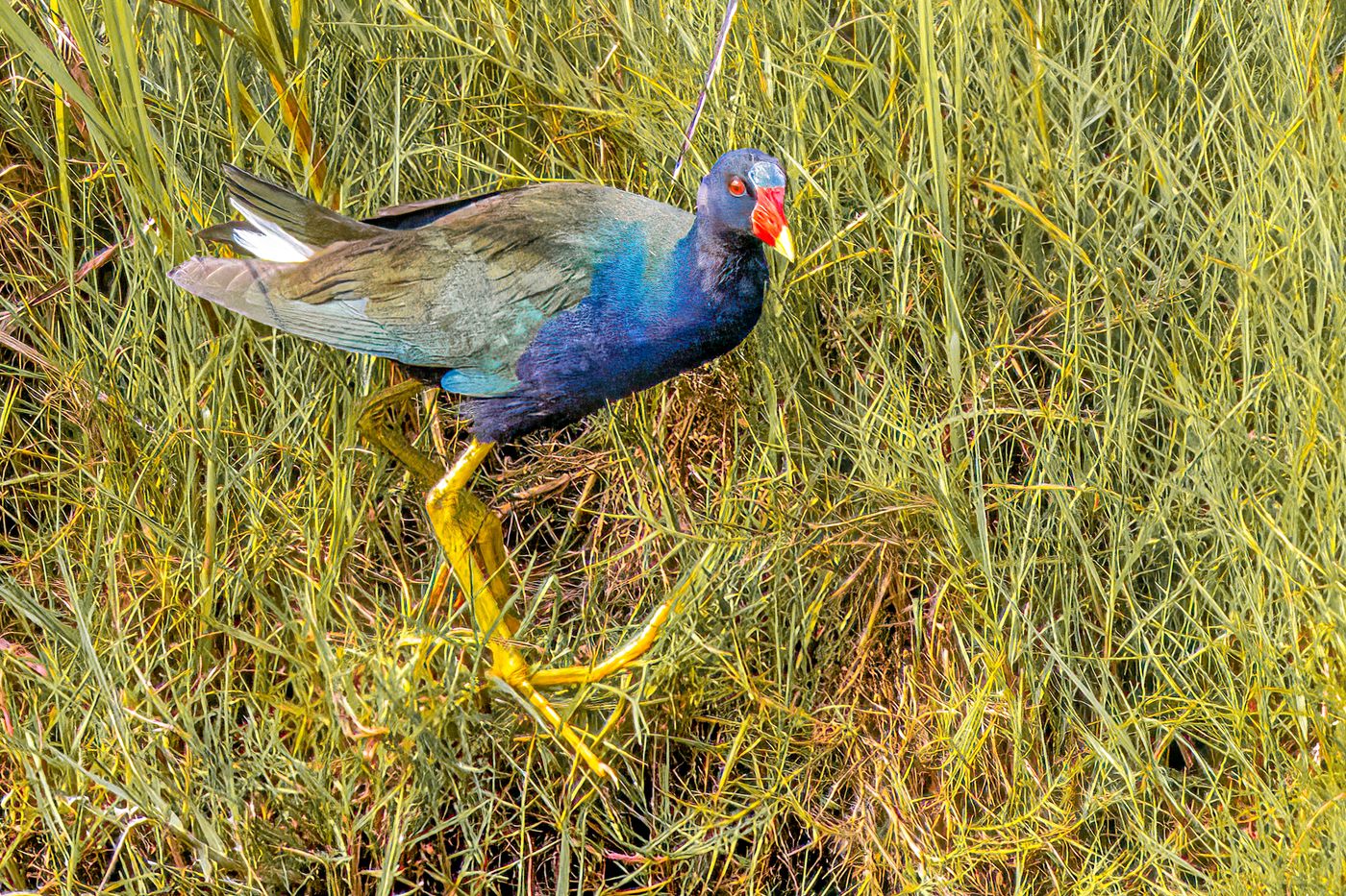 American Purple Gallinule LiveBooks SPI-21.jpg