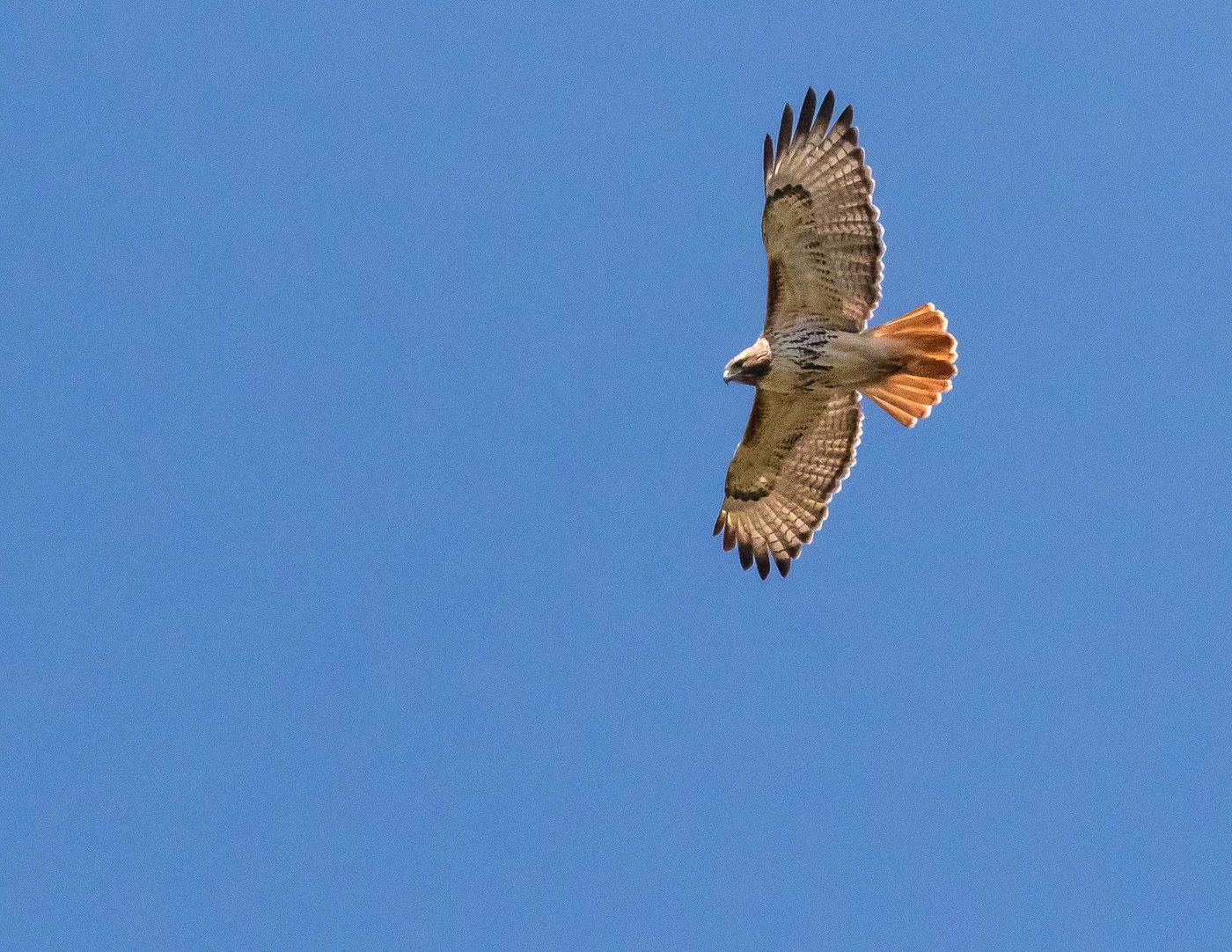 Birds of Tower Lakes-24.jpg