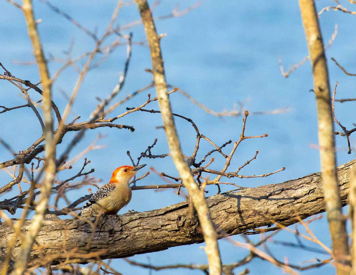 Birds of Tower Lakes-25.jpg