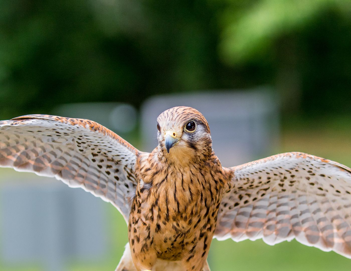 Birds of Prey-24.jpg