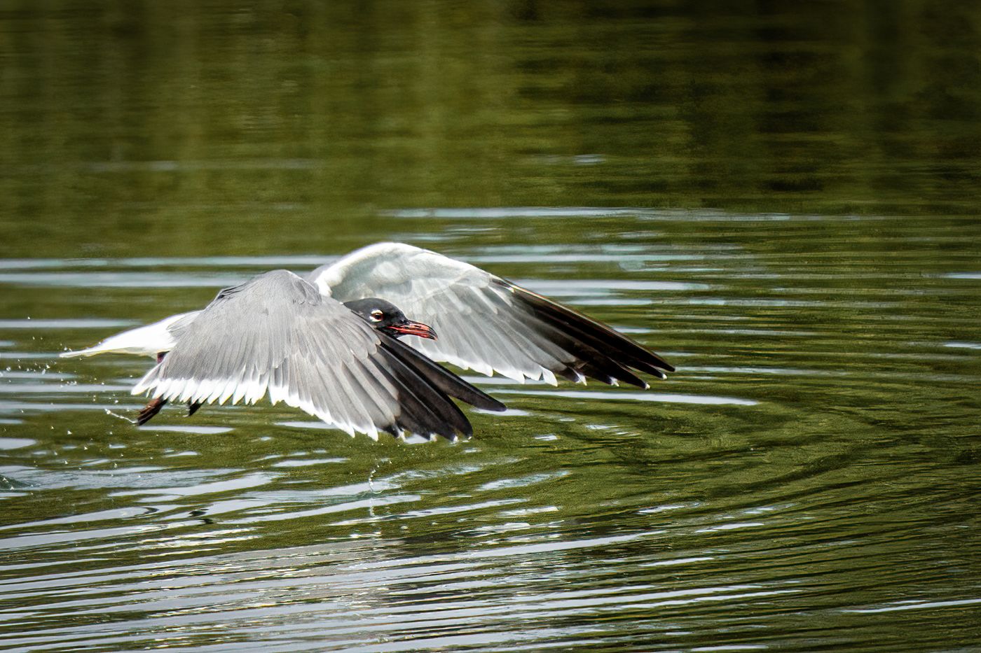 Laughing Gull LiveBooks SPI-1.jpg
