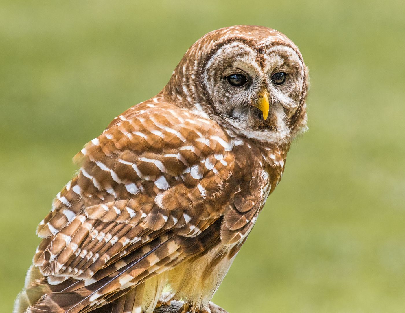 Birds of Prey-11.jpg