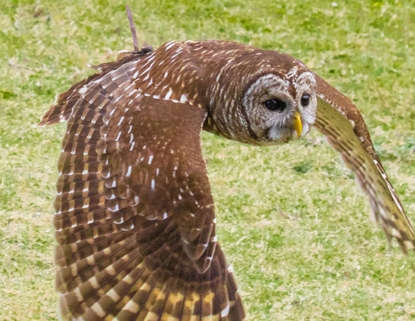 Birds of Prey-12.jpg