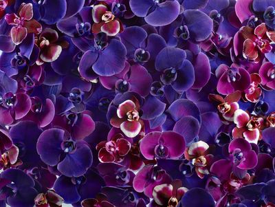 Orchid Composition Photography | Styling Los Angeles