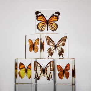 Butterfly Composition  | Product Photography | Cosmetic Styling Los Angeles
