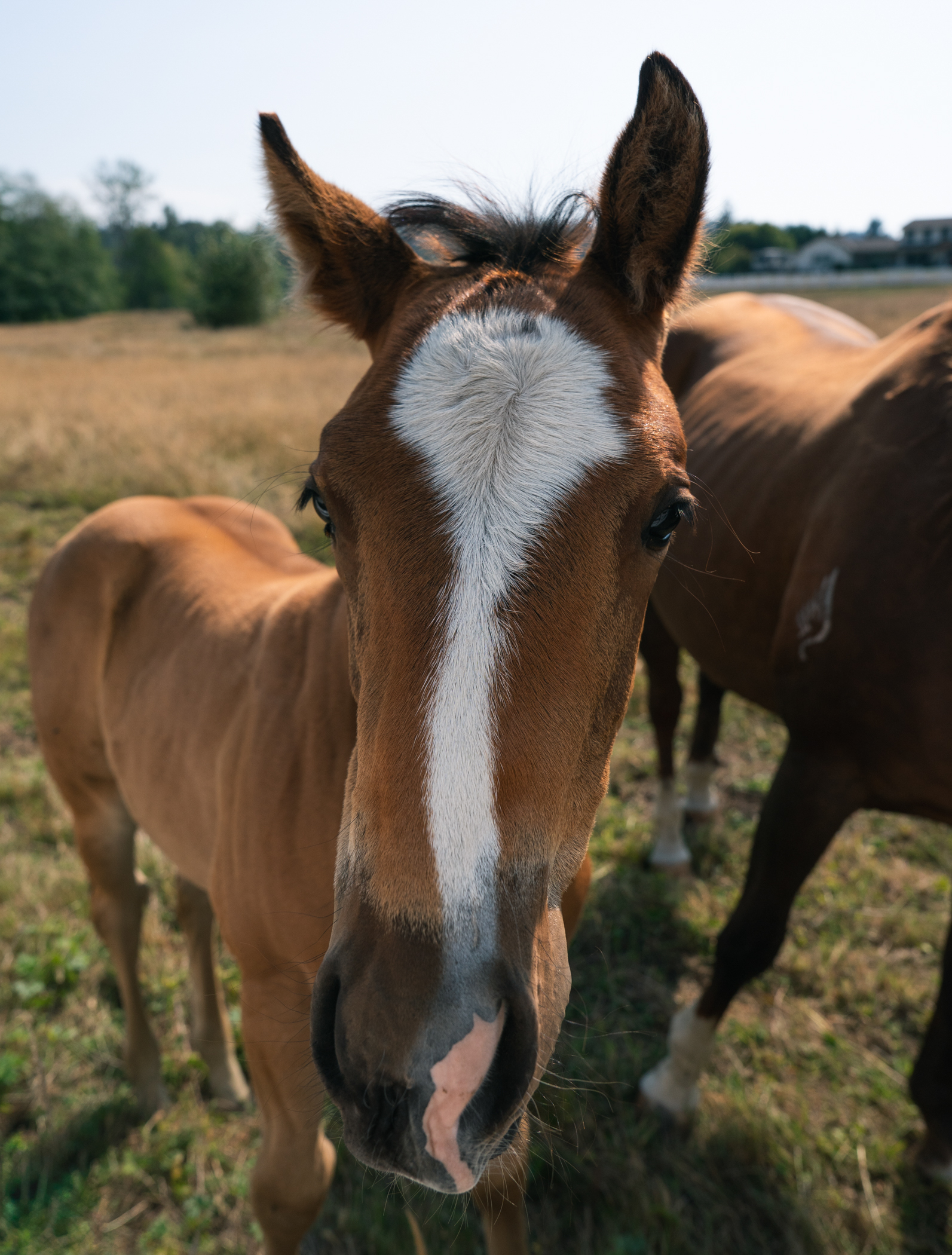 two horses pose for the camera 