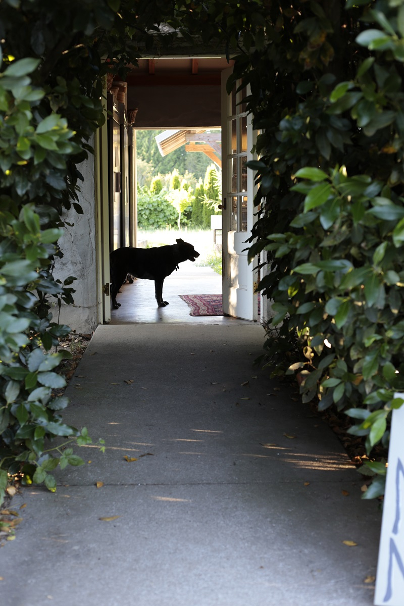 Silhouette of an old dog on the homestead