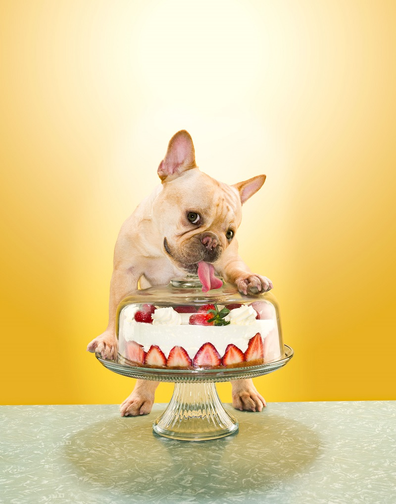 cake dog small.jpg