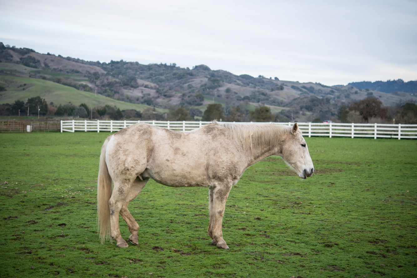 A single stallion and a white fence 