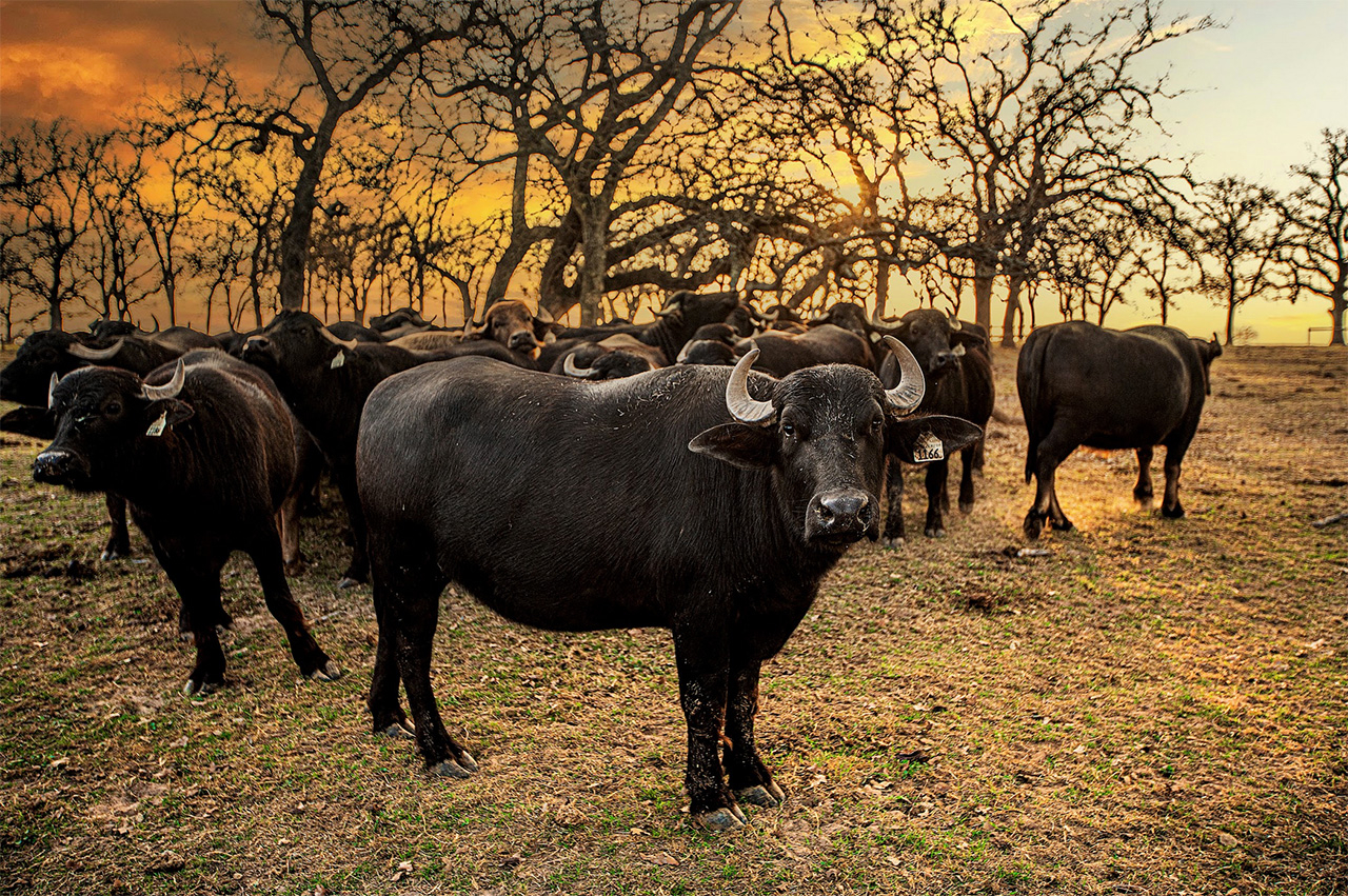 WATER BUFFALO