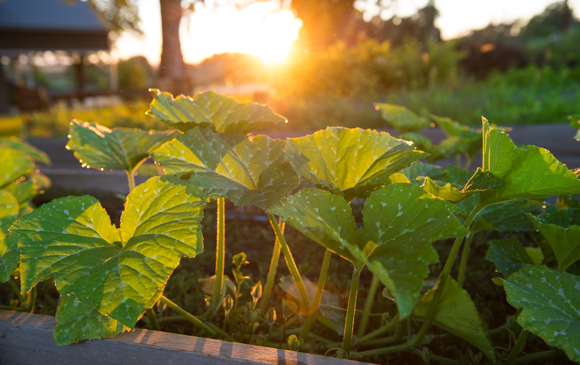Fresh growing vegetables in sunset