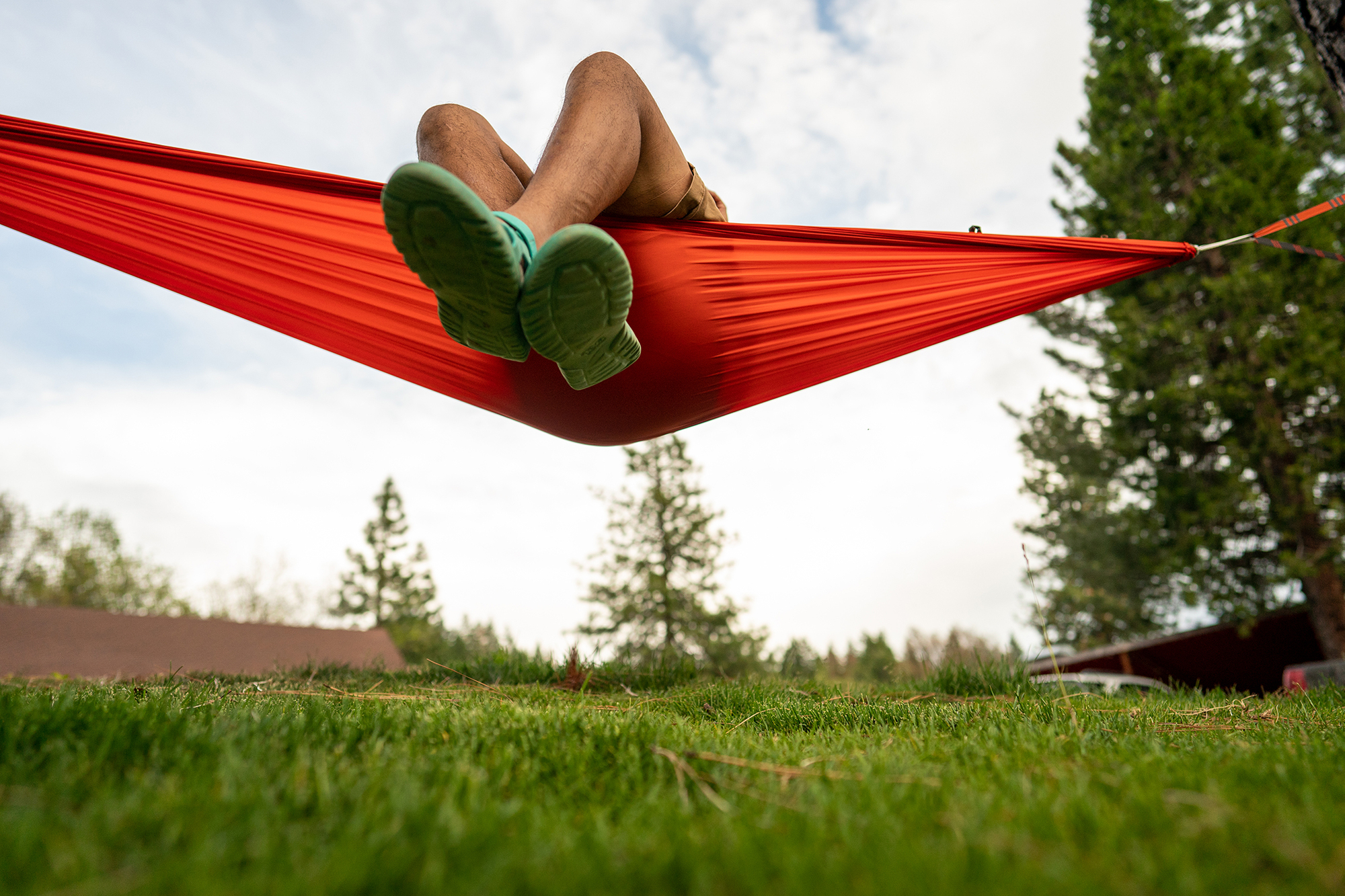 Evergreen tree gazing 