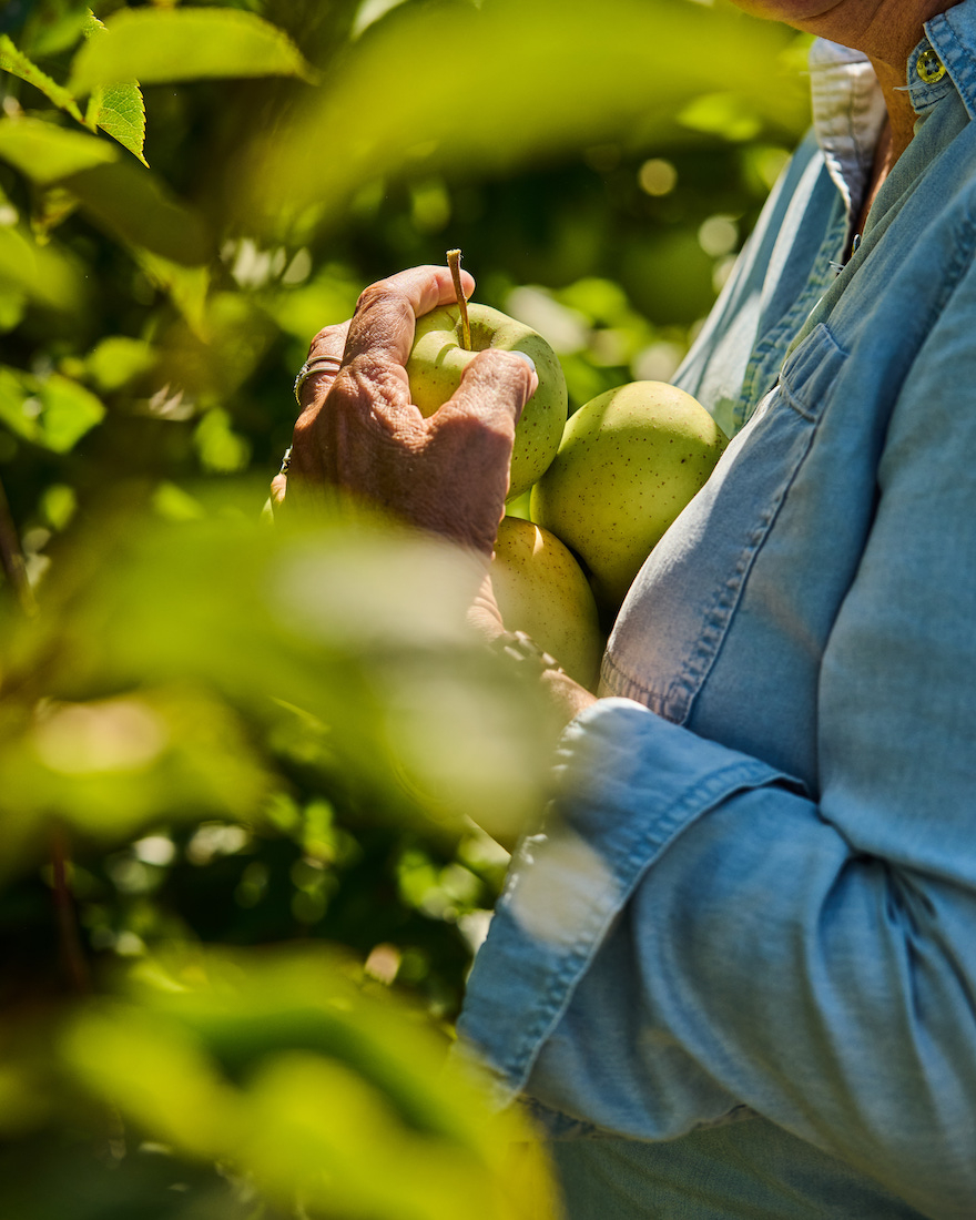 Sarah Flotard - Seattle Based Commercial Lifestyle Food And Beverage Photographer apple orchards at michigan under canvas