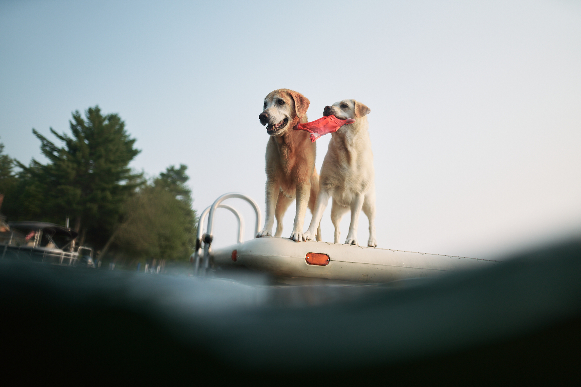dogs by the lake 