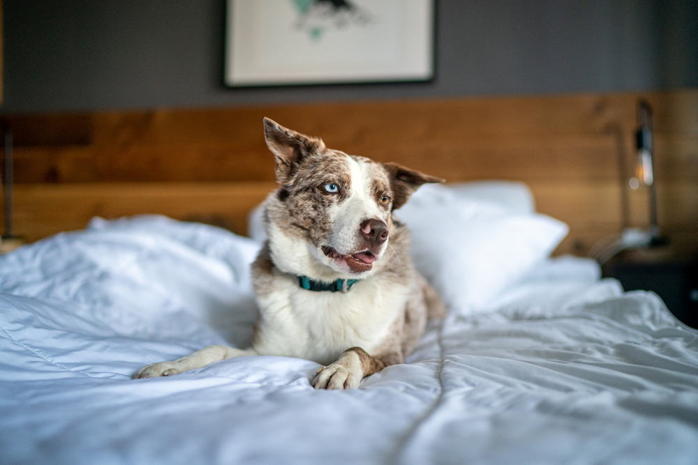 Australian Shepard on Bed