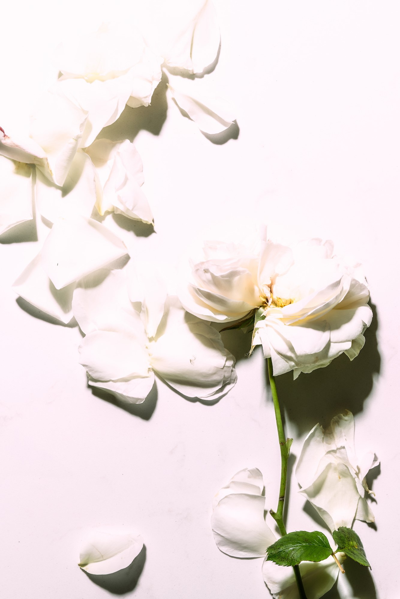 White Roses.jpg