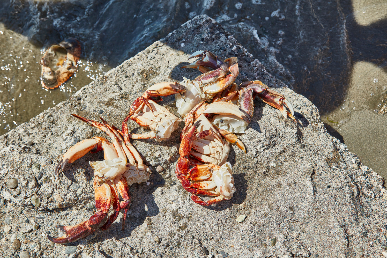 Crabbing by the sea 