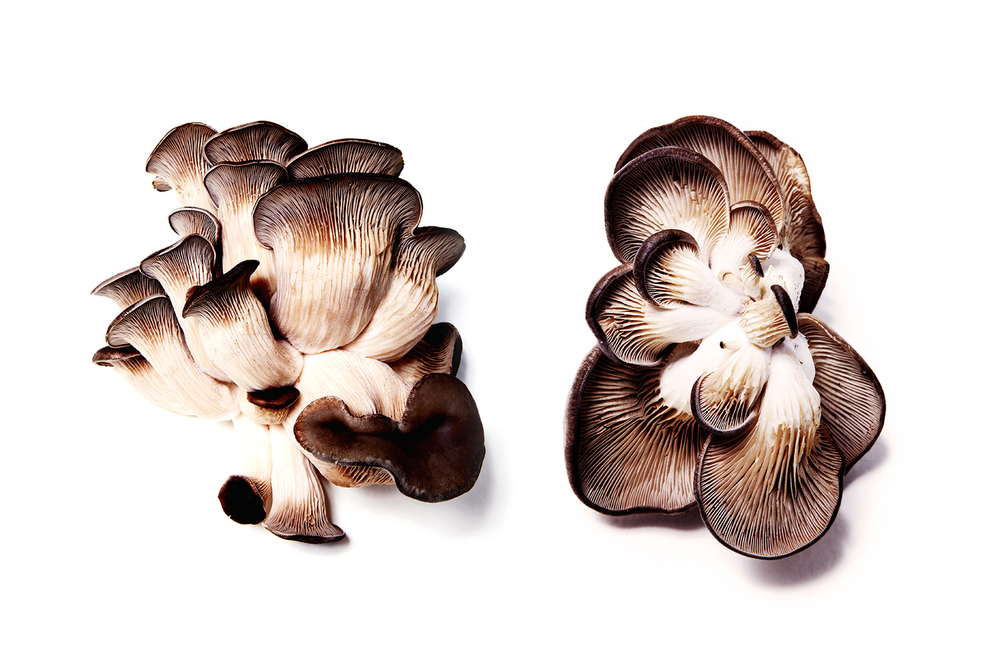 Curved lines of mushroom gills create artistic image