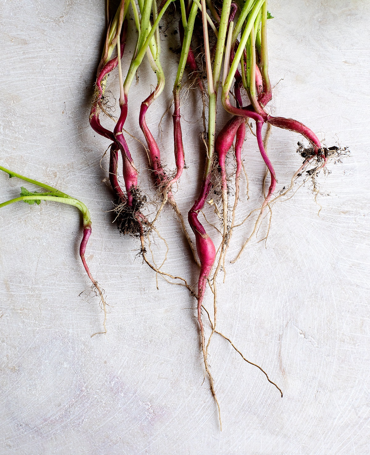 Food photography, Portland food photography, Seattle food photography, Gorgeous food photography Radishes from the garden