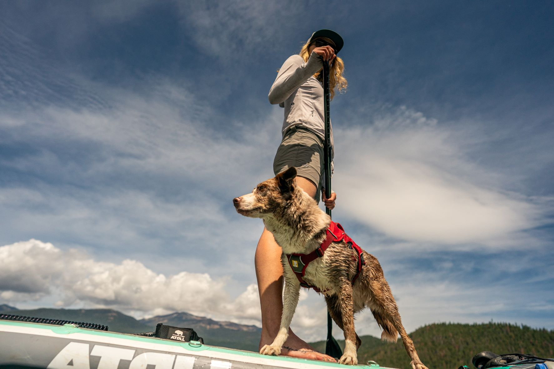 Low angle shot, sporty dog, Best seattle lifestyle photographer, best animal portrait photographer Blonde lady and her pup on the water