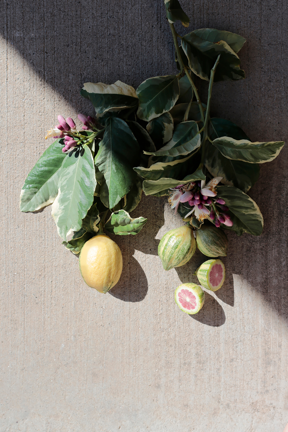 Pink flowers, variegated leaves, lemons. Subtle and elegantTabletop photogtaphy citrus and figs styled tabletop