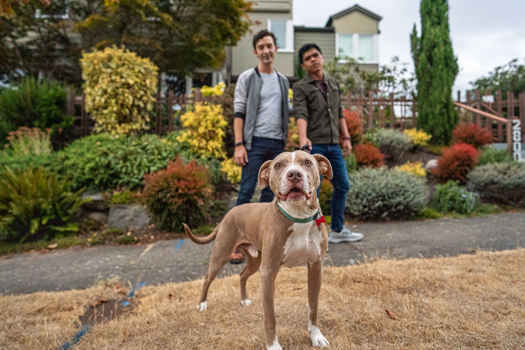 young gay couple smile as they walk their pit mix dog 