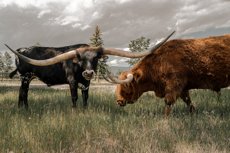 two bulls in a field in Montana