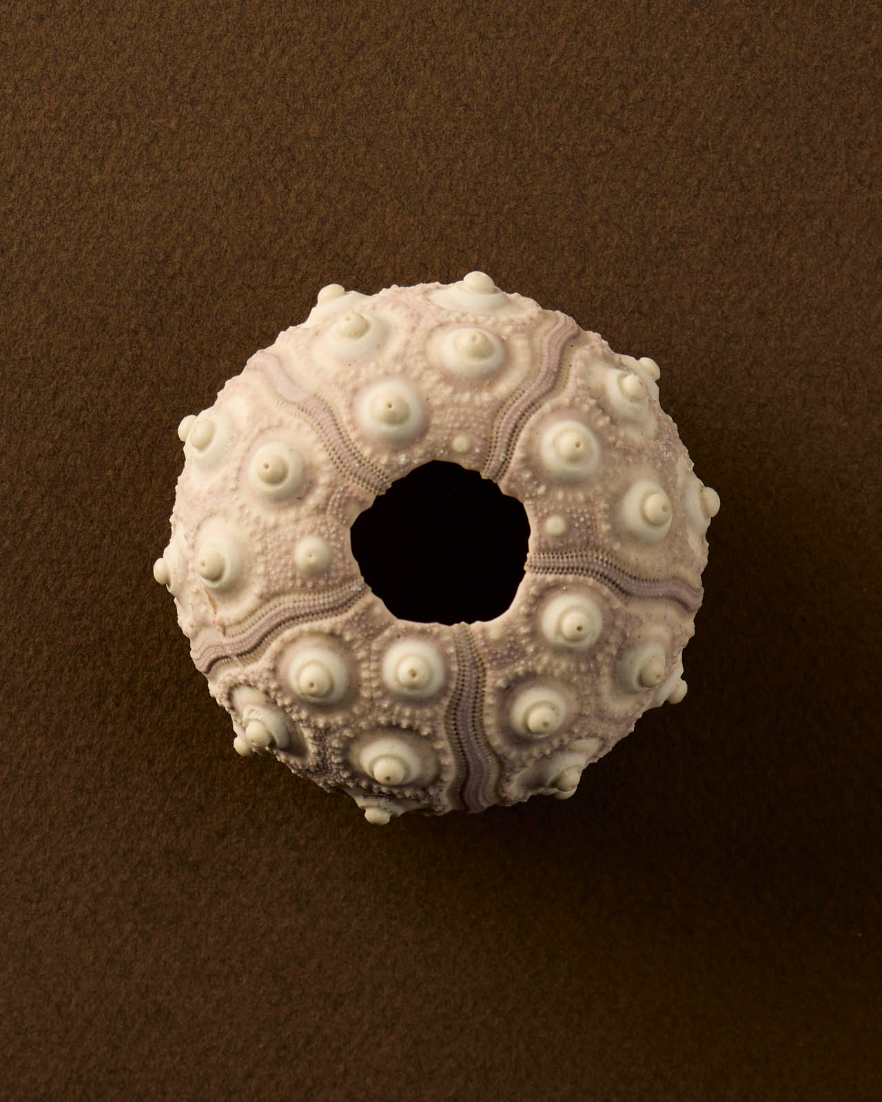 textured shell still life 