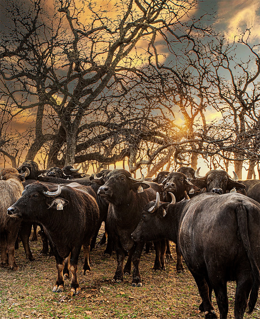 Majestic Cows 