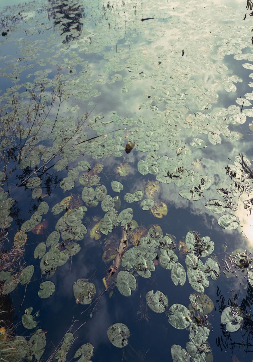 Photograph of a still pond in the German woods, covered with lily pads and reflecting the sky above. From God Is Never Far Away, exploring nature as a place of memory, reflection, and self-discovery. God Is Never Far Away – Swamp Pond in German Woods