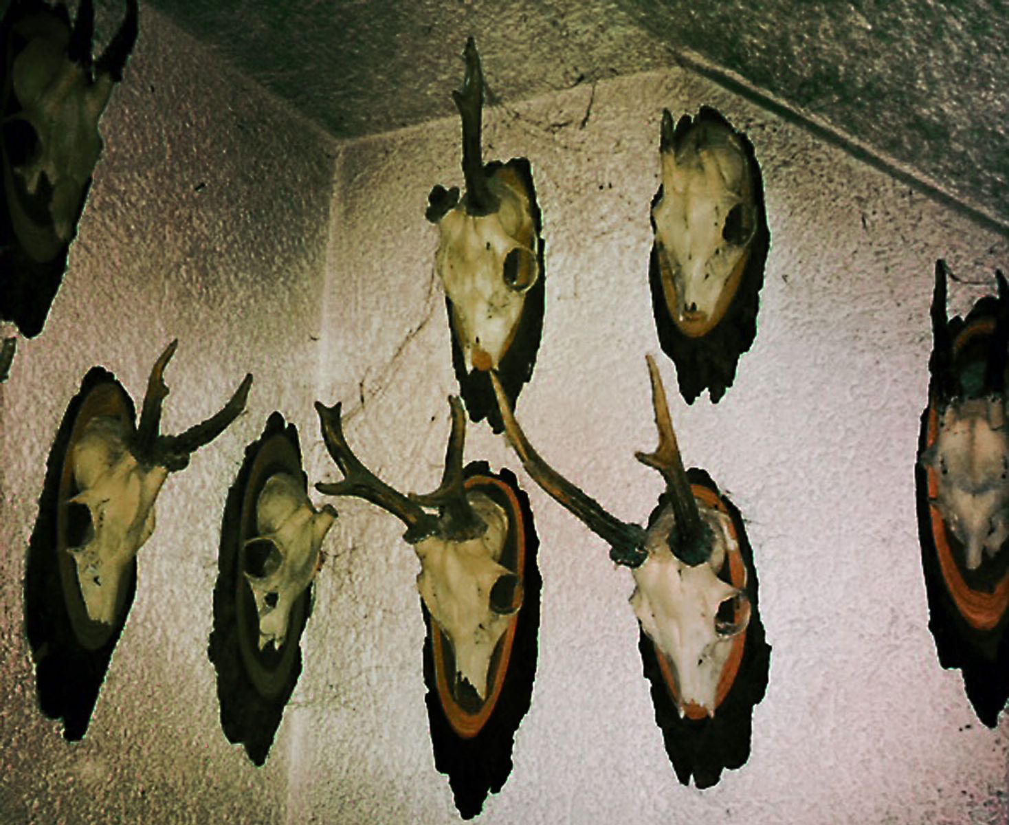 Deer skull trophies covered in cobwebs, hanging in the hallway of the artist’s childhood home. From Micha Warren’s series God Is Never Far Away, exploring memory, identity, and the traces of the past. Deer trophies in hallway with cobwebs | God Is Never Far Away – Micha Warren