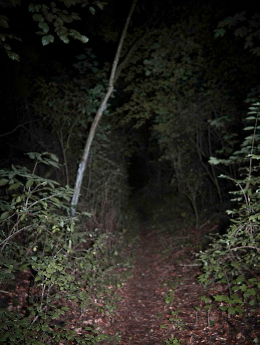 Wald – a place of yearning that gives meaning to existence | God Is Never Far Away – Micha Warren