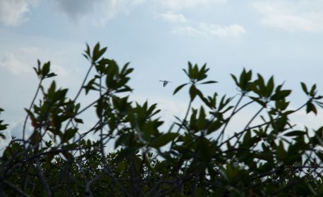 1r201010_siankaan0077