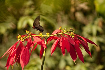 1r200912_laosmekong1475