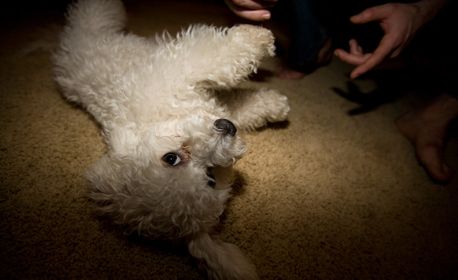 1r200702_powdermountain266