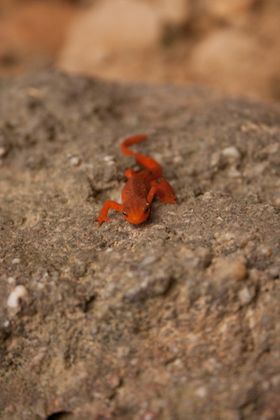 1r200904_redrivergorge0216