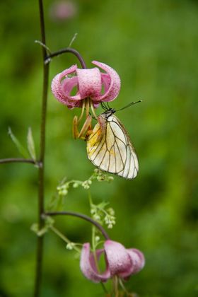 1r200607_mongolia0628