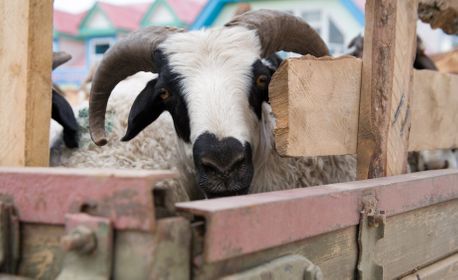 1r200607_mongolia0110