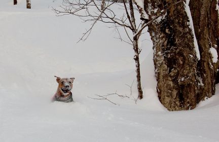 1r201102_stevensvilleski0149