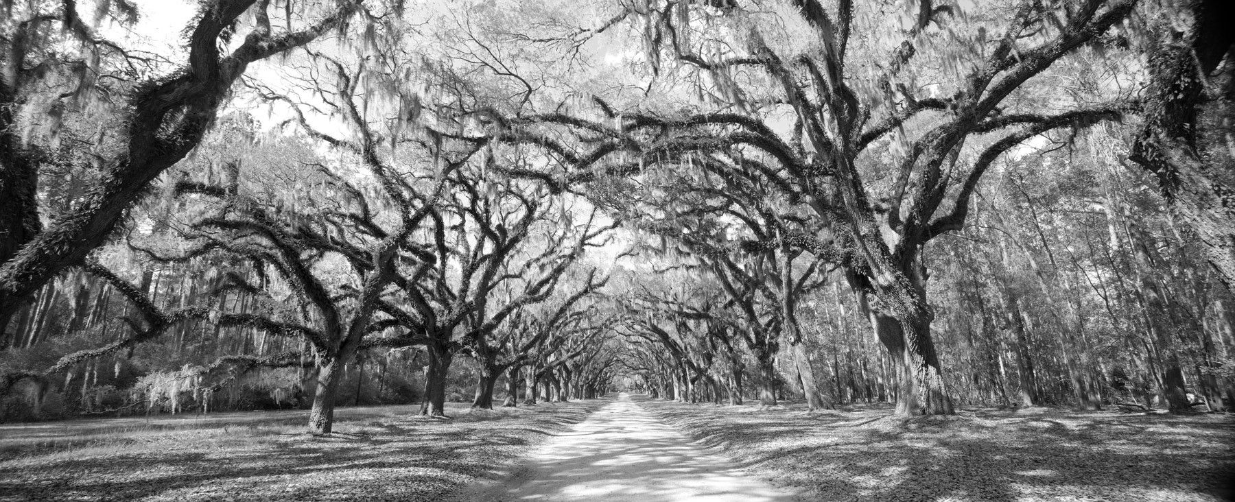 Wormsloe Plantation, Savannah Georgia