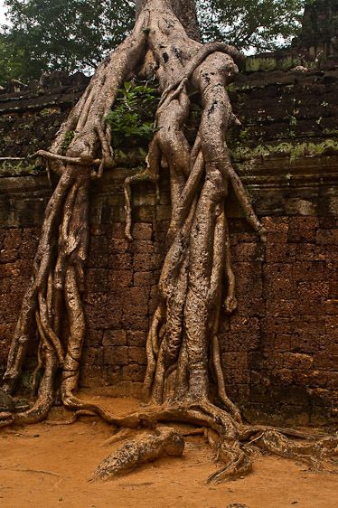 roots growing on the ancient wall