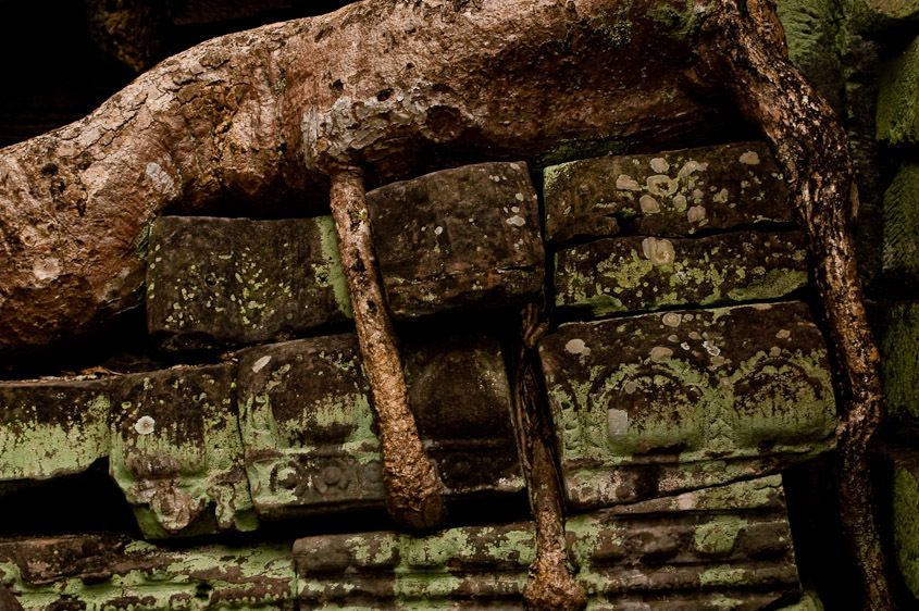 Roots grab stone close up