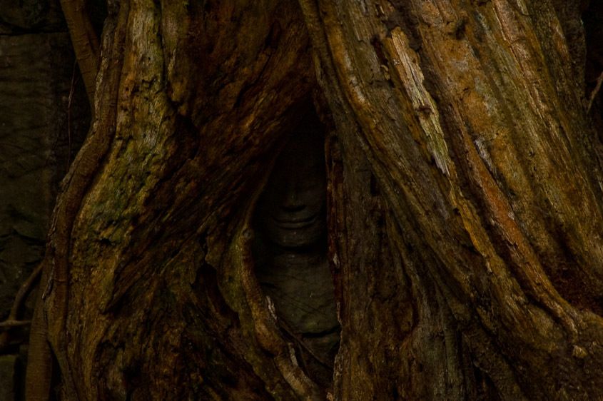 Face behind the tree