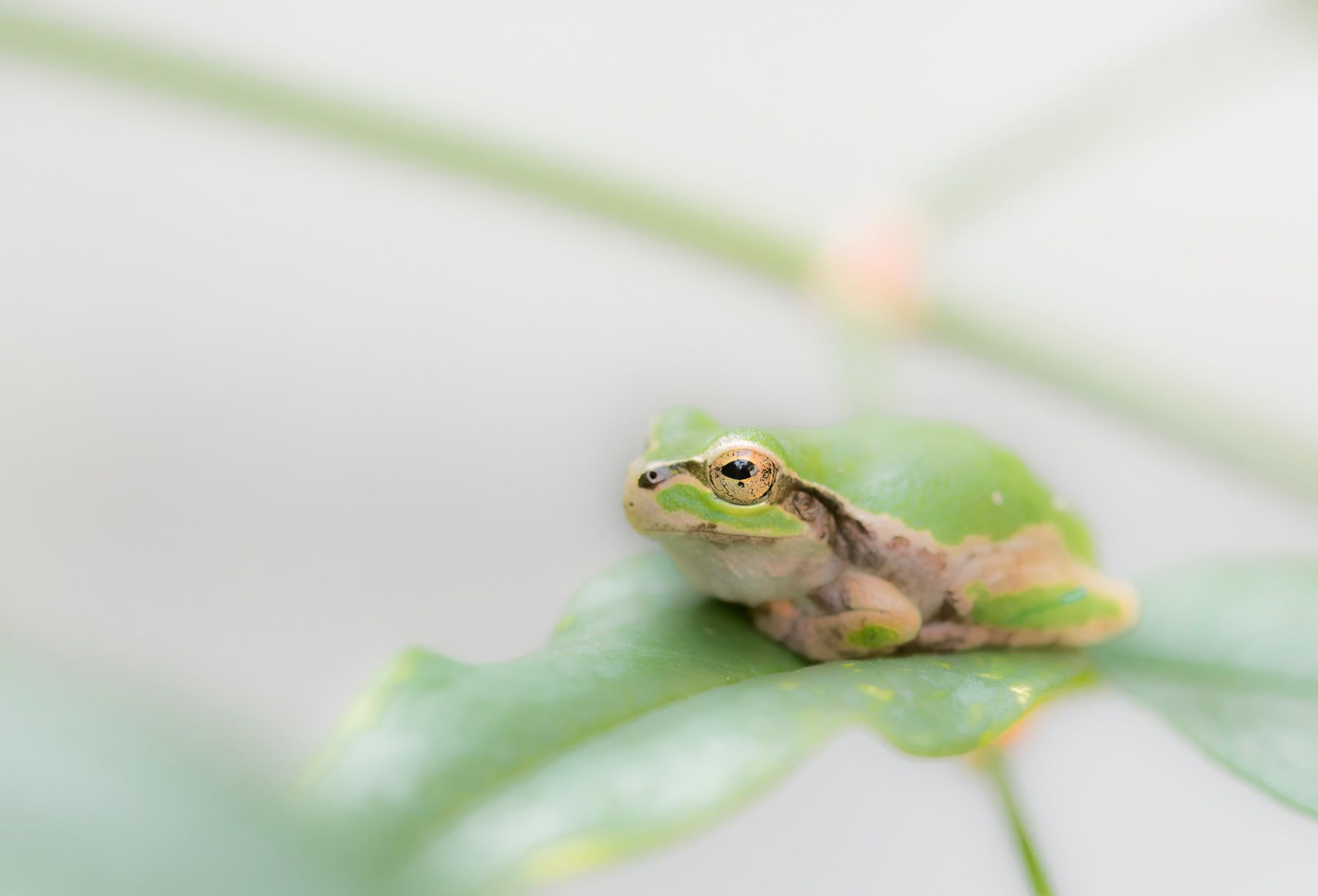 Tree Frog