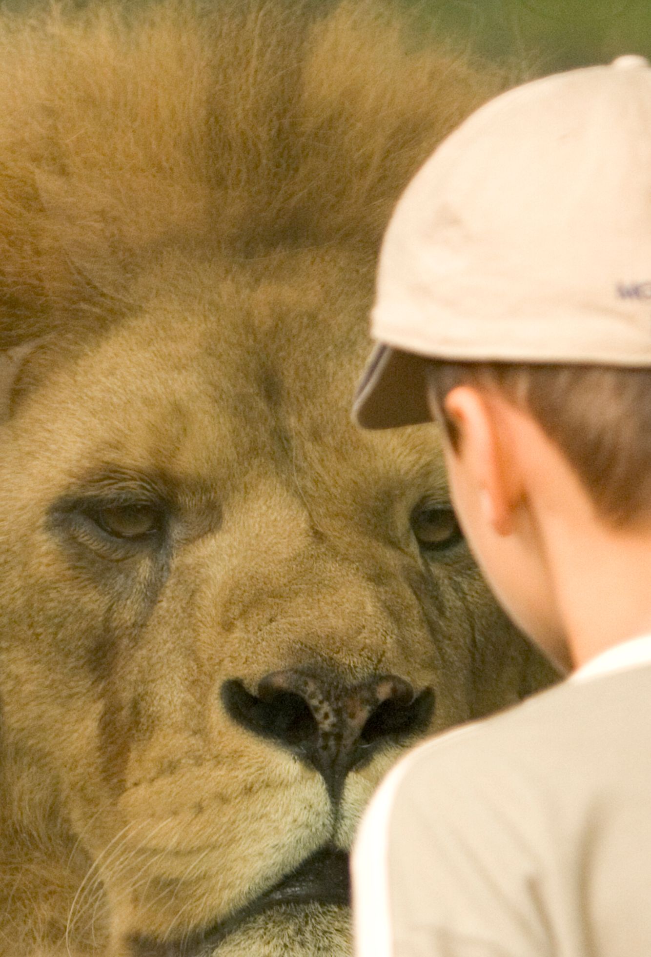 Lion and Boy