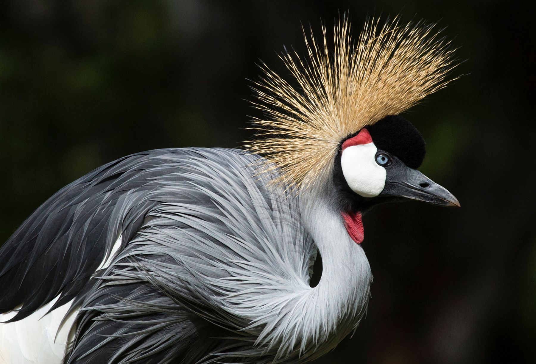 Crown Crane