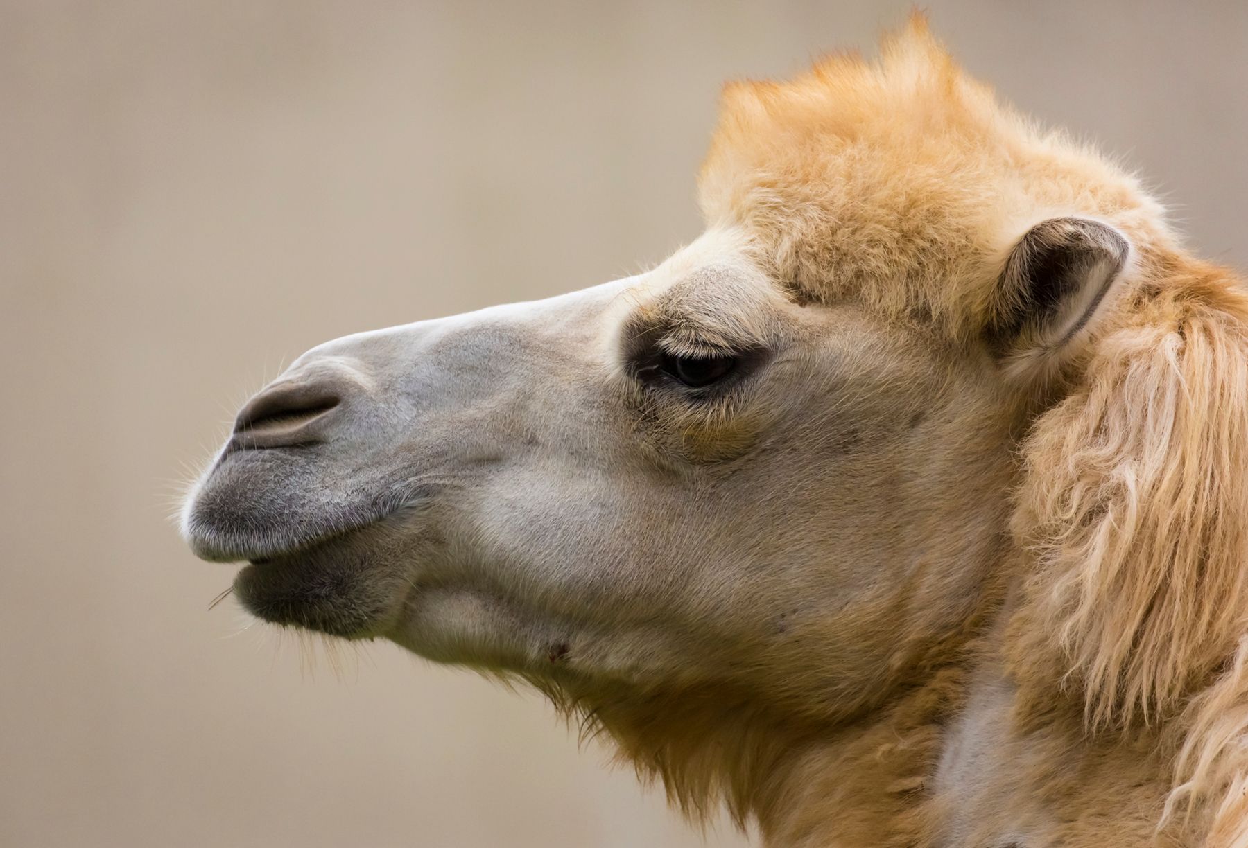 Bactrian Camel